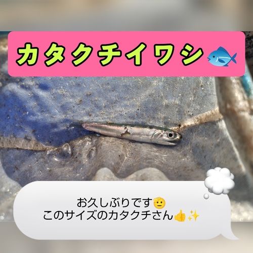 カタクチイワシの釣果