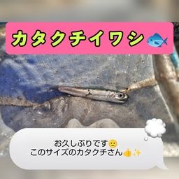 カタクチイワシ