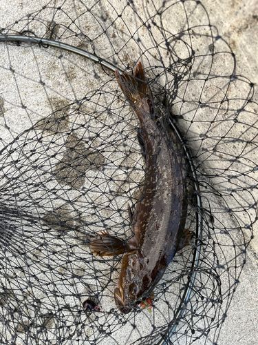 アイナメの釣果