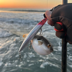 クサフグの釣果