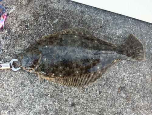 ヒラメの釣果