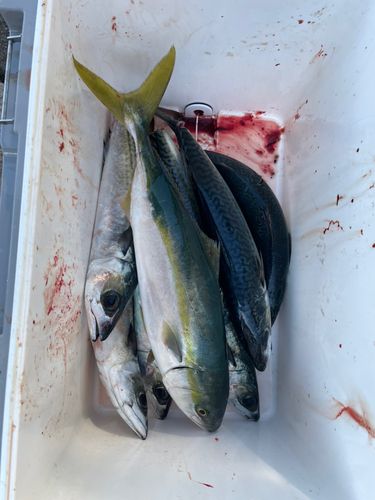 フクラギの釣果