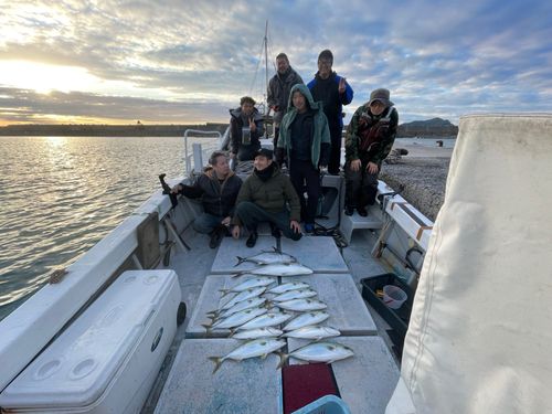 コシナガマグロの釣果
