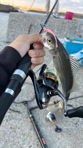 セイゴ（マルスズキ）の釣果
