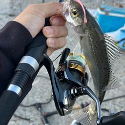 セイゴ（マルスズキ）