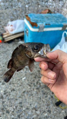 アカメバルの釣果