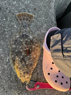 ヒラメの釣果