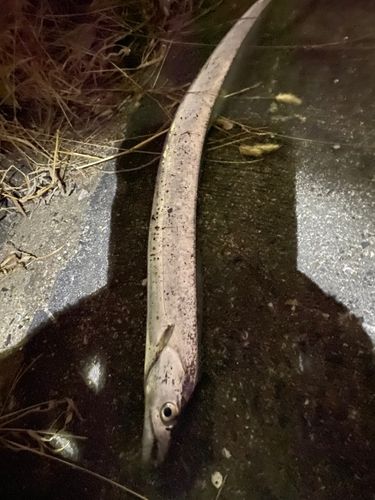 タチウオの釣果