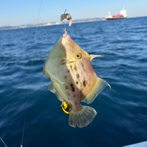 カワハギの釣果