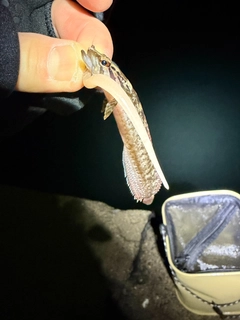 クロソイの釣果