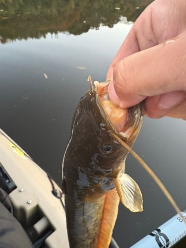 ニホンナマズの釣果