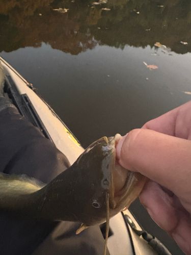 ニホンナマズの釣果