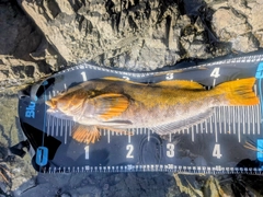 アイナメの釣果