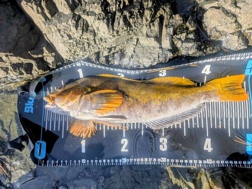 アイナメの釣果