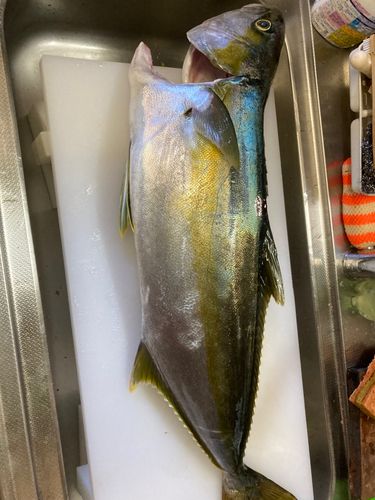 ヒラマサの釣果