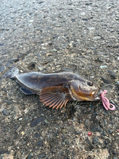 アイナメの釣果