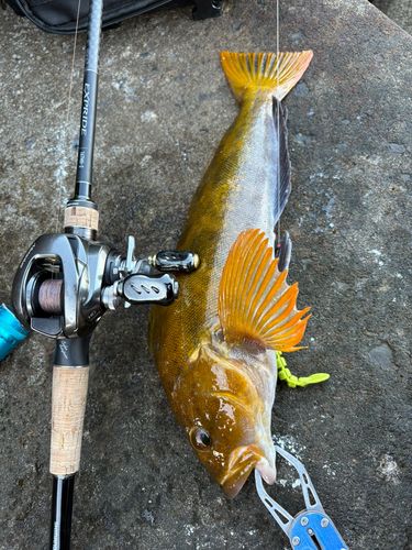 アイナメの釣果