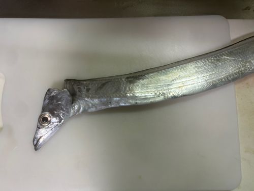 タチウオの釣果