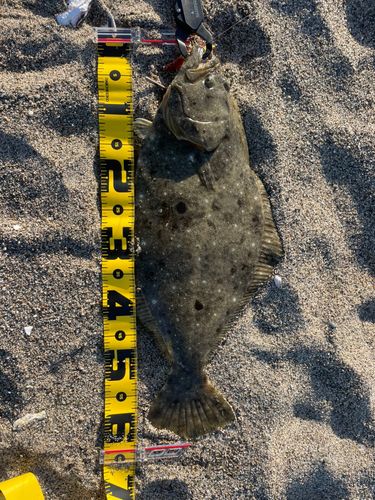 ヒラメの釣果