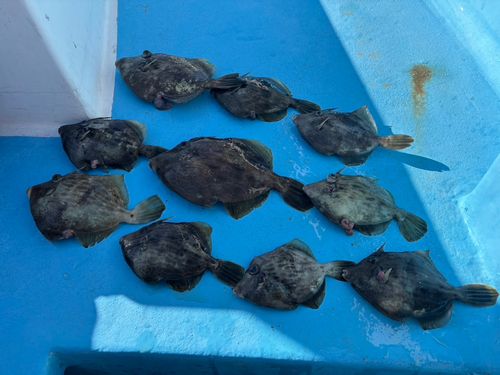 カワハギの釣果