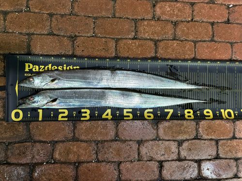 タチウオの釣果