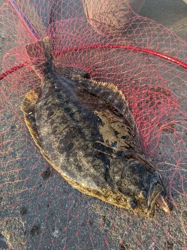 ヒラメの釣果