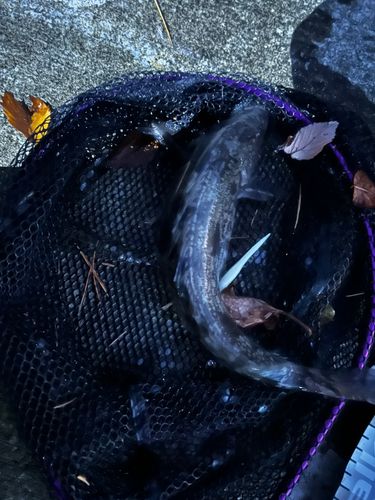 アイナメの釣果