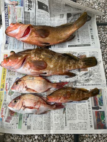 キジハタの釣果