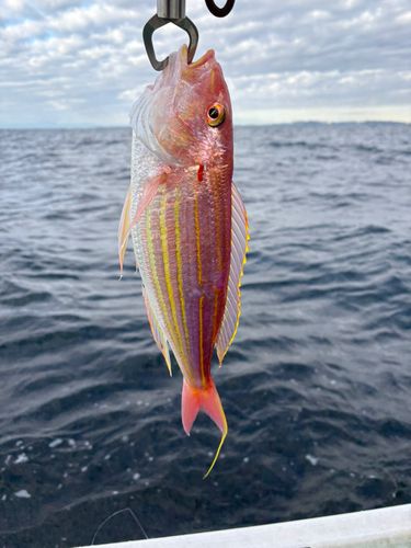 イトヨリダイの釣果