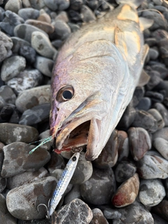 オオニベの釣果