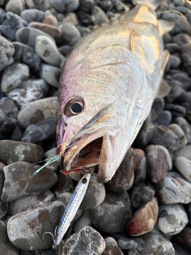 オオニベの釣果