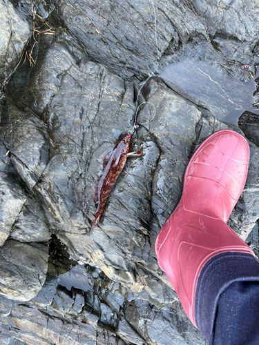 アイナメの釣果