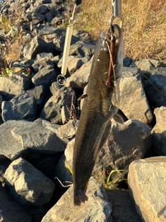 ナマズの釣果