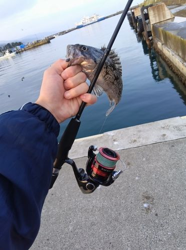 クロソイの釣果