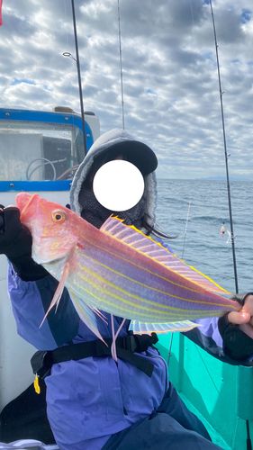 イトヨリダイの釣果