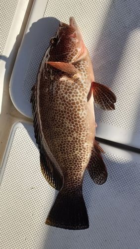 オオモンハタの釣果