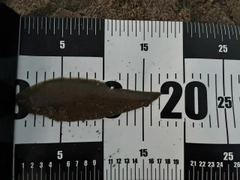 シタビラメの釣果