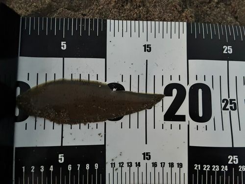 シタビラメの釣果