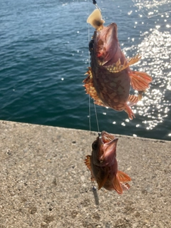 カサゴの釣果