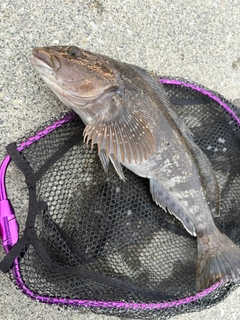 アイナメの釣果