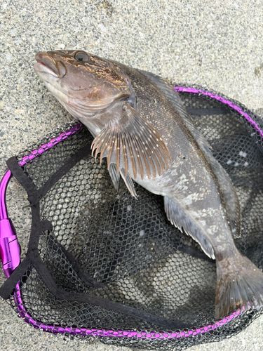 アイナメの釣果