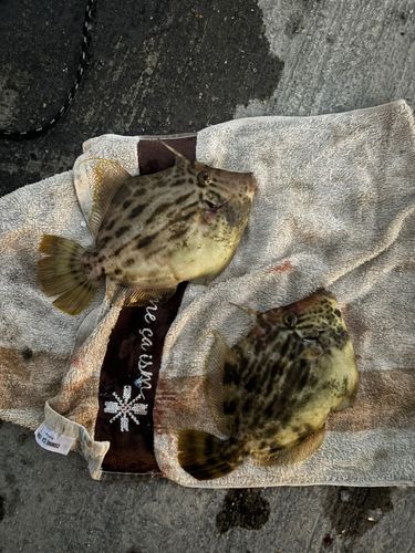 カワハギの釣果