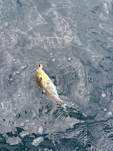 シロサバフグの釣果