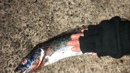 タチウオの釣果