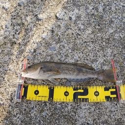 スモールマウスバス