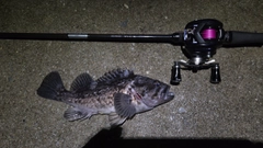 クロソイの釣果