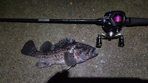 クロソイの釣果