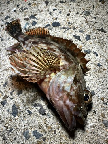 アラカブの釣果