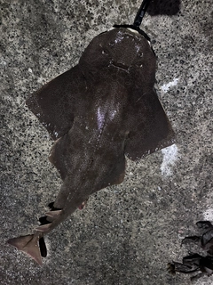 カスザメの釣果