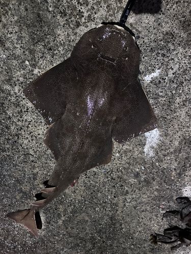 カスザメの釣果